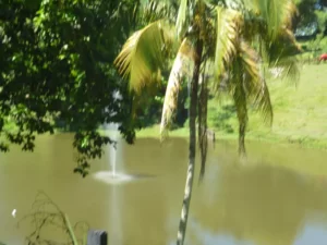 Tour A La Hacienda Nápoles Con Ingreso A La Sabana Africana, Museo Y Zonas Húmedas, ¡Comparte en familia el domingo 4 de diciembre de 2022!