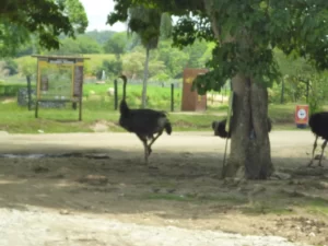 Tour A La Hacienda Nápoles Con Ingreso A La Sabana Africana, Museo Y Zonas Húmedas, ¡Listos para viajar el viernes 7 de abril de 2023!
