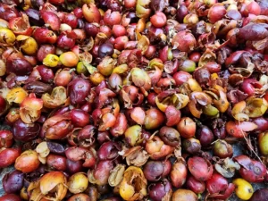 Coffee Tour En Medellín - Experiencia Cafetera Tour Del Café, ¡Listos para viajar el jueves 24 de agosto de 2023!