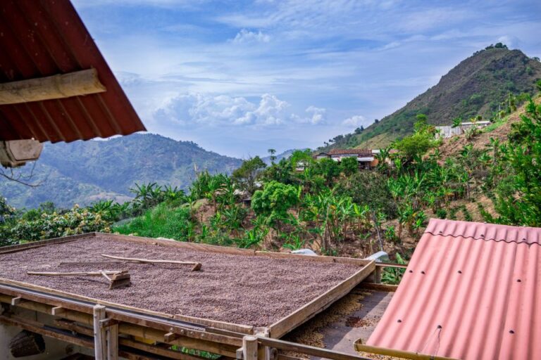 Coffee Tour En Medellín - Experiencia Cafetera Tour Del Café, ¡Acompáñanos el viernes 25 de agosto de 2023!