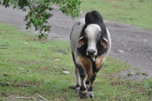 Excursión Terrestre A Los Llanos Orientales Con Visita A Tiuma Park, Ingreso A Parque Los Ocarros Y Citytour Por Villavicencio, ¡Viaja el miércoles 16 de julio de 2025!
