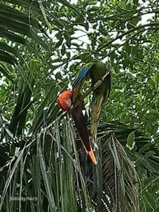 Tour A La Hacienda Nápoles Con Ingreso A La Sabana Africana, Museo Y Zonas Húmedas, ¡Listos para viajar el viernes 13 de junio de 2025!