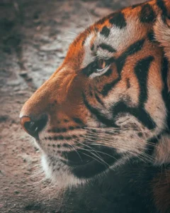 Tour A La Hacienda Nápoles Con Ingreso A La Sabana Africana, Museo Y Zonas Húmedas, ¡Disfrútalo este sábado 24 de mayo de 2025!