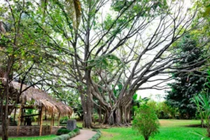 Excursión Terrestre Al Sur De Colombia: Buga, Pasto, Ipiales Y Popayán, ¡Viaje programado para el martes 17 de junio de 2025!