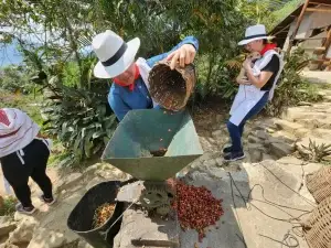 Coffee Tour En Medellín, Tour Del Café, Cata De Café En Finca Cafetera, ¡Comparte en familia el lunes 6 de abril de 2026!