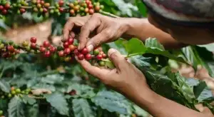 Coffee Tour En Medellín, Tour Del Café, Cata De Café En Finca Cafetera, ¡Únete este sábado 11 de abril de 2026!