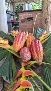 Experiencia Del Cacao, Amalfi, ¡Acompáñanos el domingo 17 de mayo de 2026!