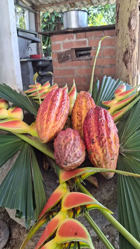 Experiencia Del Cacao, Amalfi, ¡Únete este domingo 30 de agosto de 2026!