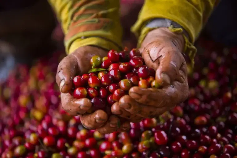 Coffee Tour En Medellín, Tour Del Café, Cata De Café En Finca Cafetera, ¡Viaje programado para el sábado 19 de septiembre de 2026!