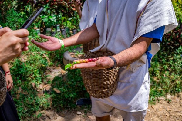 Coffee Tour En Medellín - Experiencia Cafetera Tour Del Café, ¡Acompáñanos el viernes 25 de agosto de 2023!