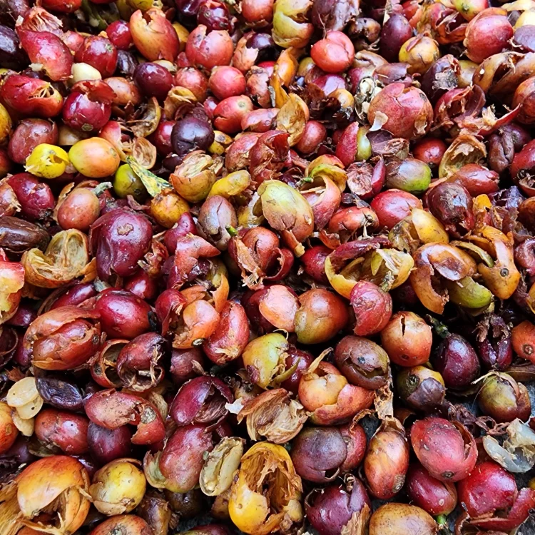 Coffee Tour En Medellín - Experiencia Cafetera Tour Del Café, ¡Listos para viajar el jueves 24 de agosto de 2023!