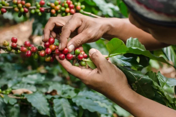 Coffee Tour En Medellín - Experiencia Cafetera Tour Del Café, ¡Descubre este destino el lunes 20 de marzo de 2023!