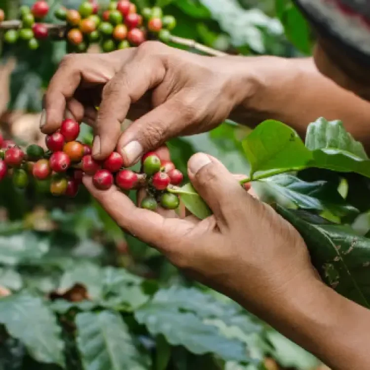 Coffee Tour En Medellín, Tour Del Café, Cata De Café En Finca Cafetera, ¡Descubre este destino el domingo 29 de marzo de 2026!