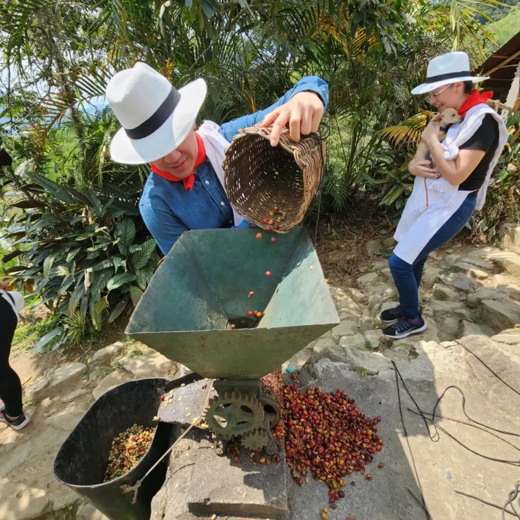 Coffee Tour En Medellín, Tour Del Café, Cata De Café En Finca Cafetera, ¡Vamos a disfrutarlo el jueves 2 de abril de 2026!
