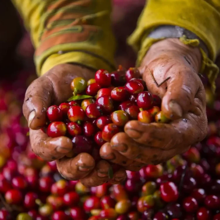 Coffee Tour En Medellín, Tour Del Café, Cata De Café En Finca Cafetera, ¡Empaca tu maleta y vámonos el viernes 10 de abril de 2026!
