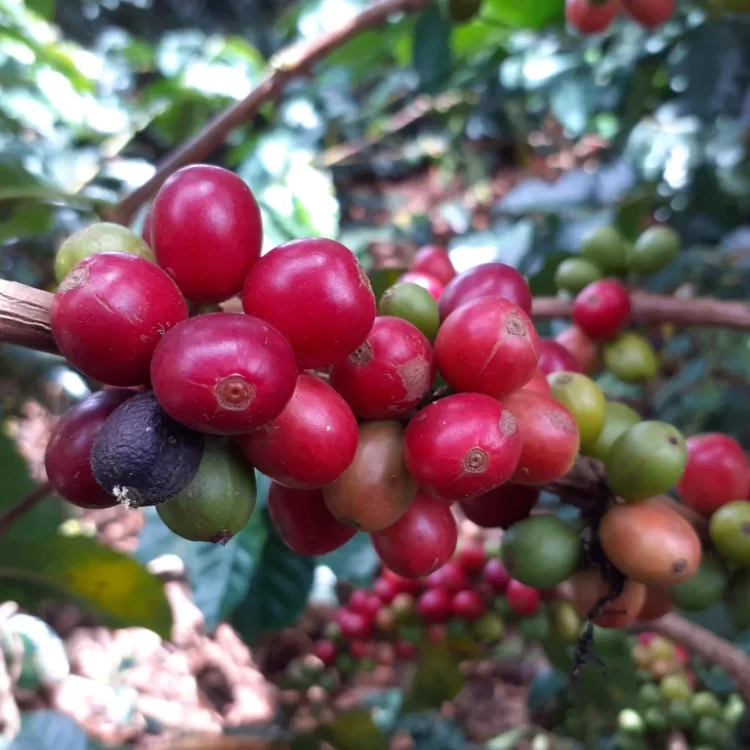 Excursión Terrestre Al Eje Cafetero Desde Medellín, Con Ingreso A Los Principales Parques Y Atracciones De La Region Segun El Plan Elijas., ¡Vamos a disfrutarlo el viernes 24 de noviembre de 2023!