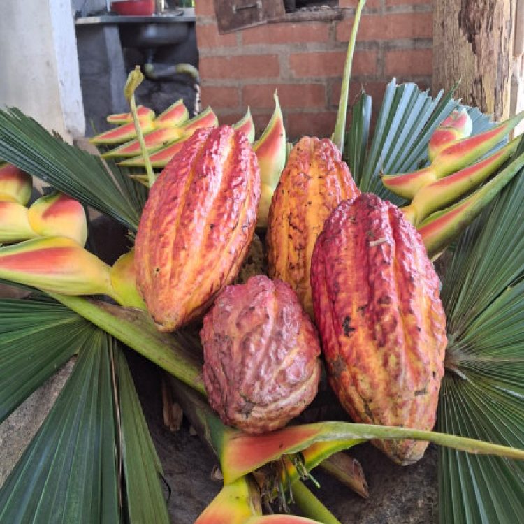 Experiencia Del Cacao, Amalfi, ¡Viaja el domingo 21 de septiembre de 2025!