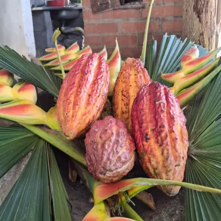 Experiencia Del Cacao, Amalfi, ¡Únete este domingo 30 de agosto de 2026!